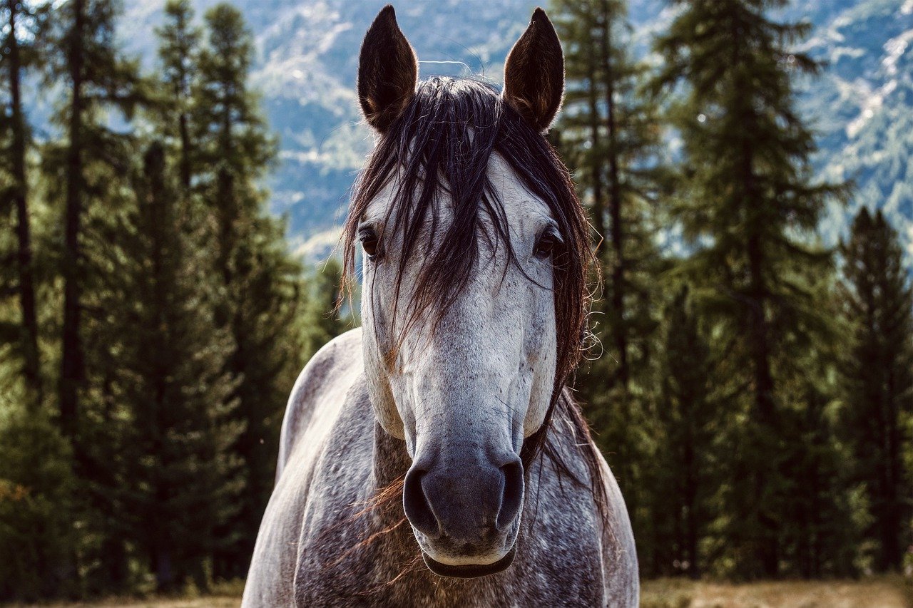 Wysłodki dla koni – najważniejsze informacje